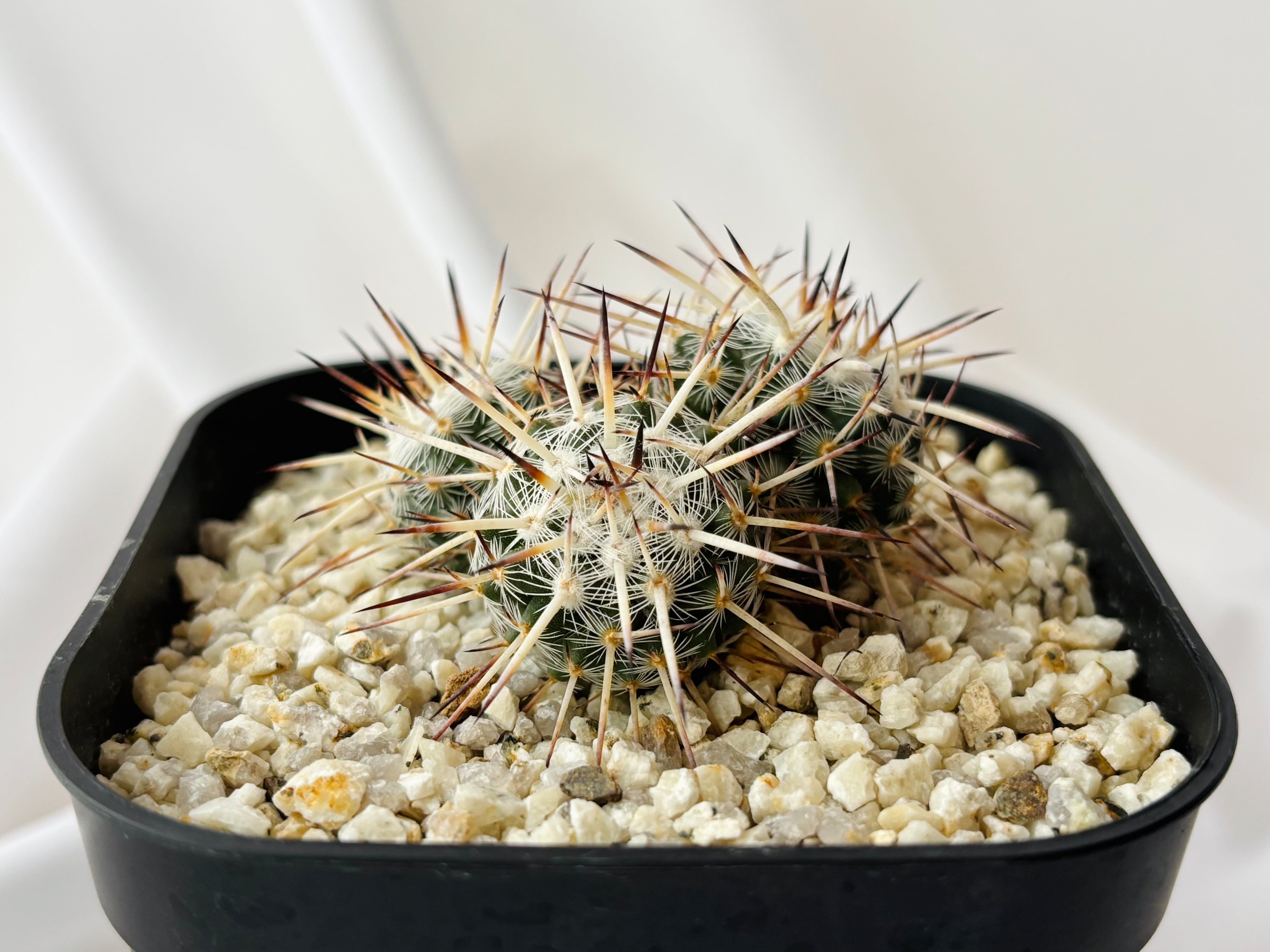 Mammillaria parkinsonii 'Azarashi' マミラリア アザラシ サボテン