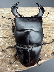 【WD】《ダイオウヒラタ アルゴプーロ産 85mm ペア》