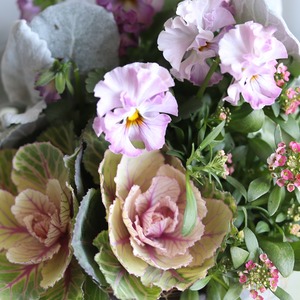 冬から春に楽しむ寄せ植え　ビオラティアードのピンクの小さなお正月　　お正月にオススメ　届いてすぐ玄関に飾れる 　プレゼントにもオススメ　