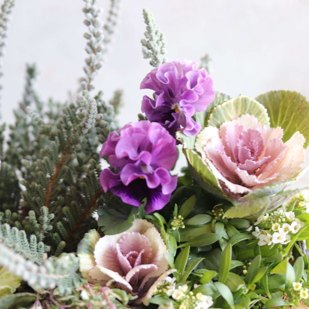 冬から春に楽しむ寄せ植え｜シャビーなバックポットとバンジー公爵令嬢とハボタンの寄せ植え　届いてすぐ玄関に飾れる 　プレゼントにもオススメ　