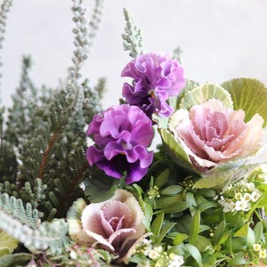 冬から春に楽しむ寄せ植え｜シャビーなバックポットとバンジー公爵令嬢とハボタンの寄せ植え　届いてすぐ玄関に飾れる 　プレゼントにもオススメ　