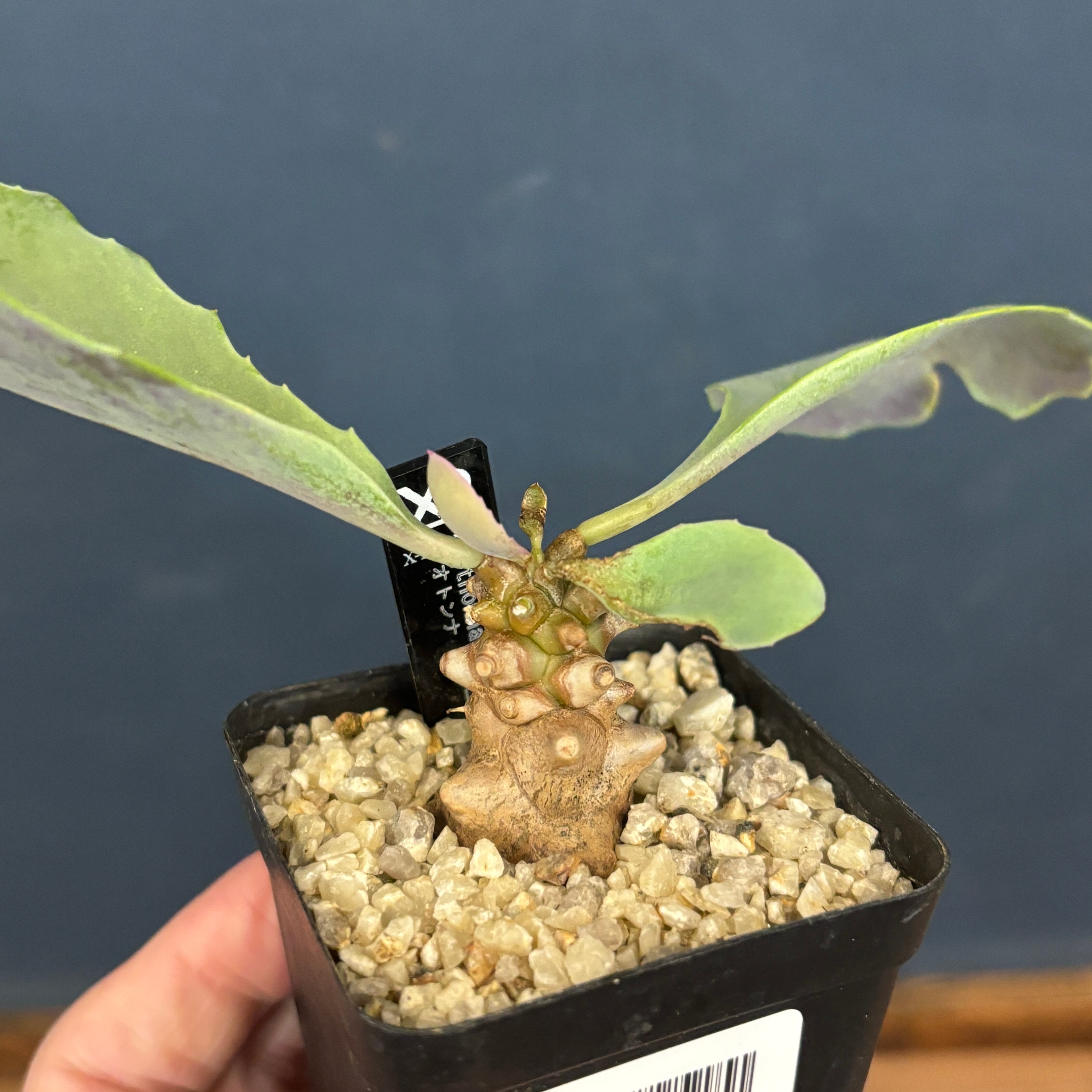 稀少】17 オトンナ へレイ へレー TC株 塊根 コーデックス 稀少】17