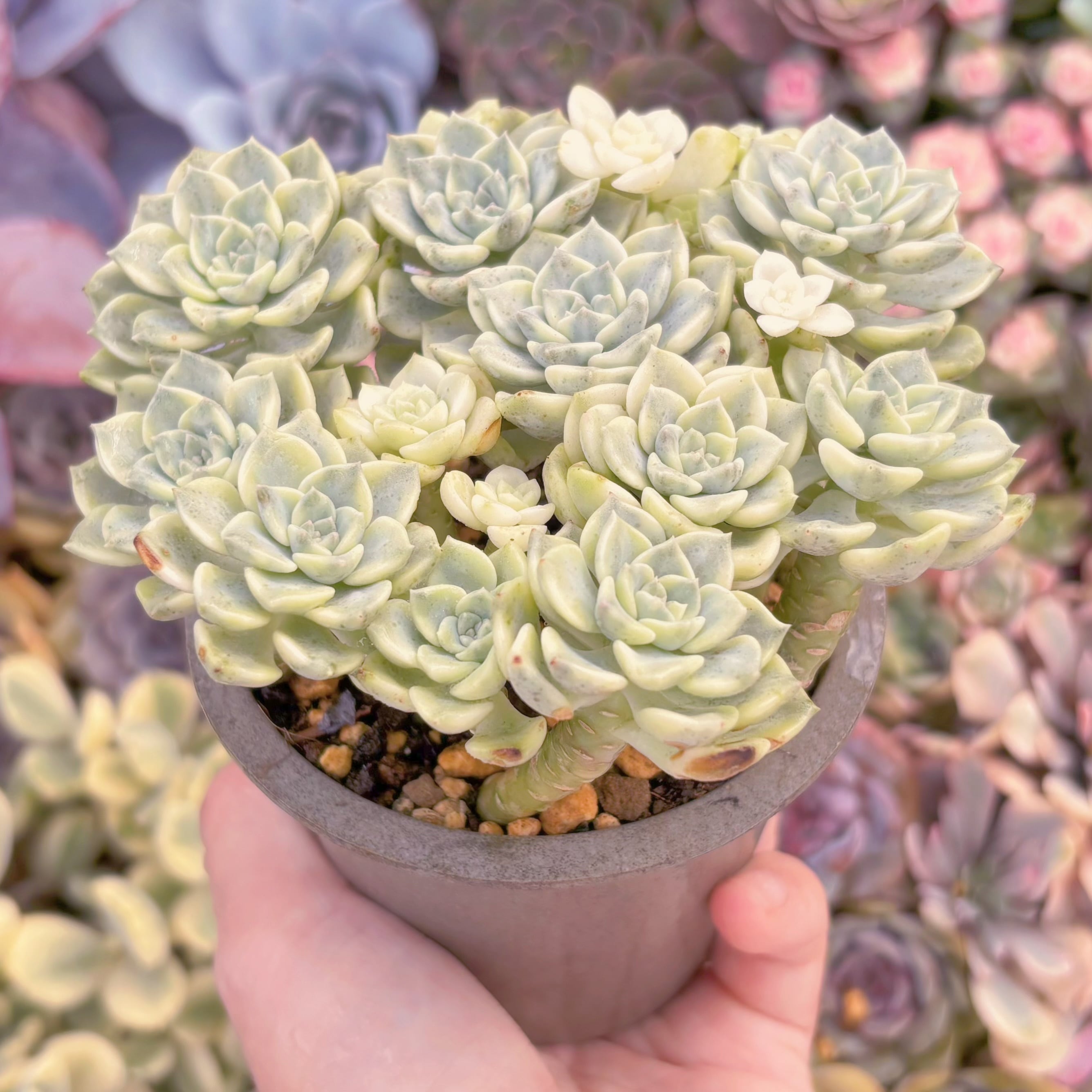 現品 ティンカーベル錦#1179 大群生 新入荷 るる農園 | るる農園~多肉