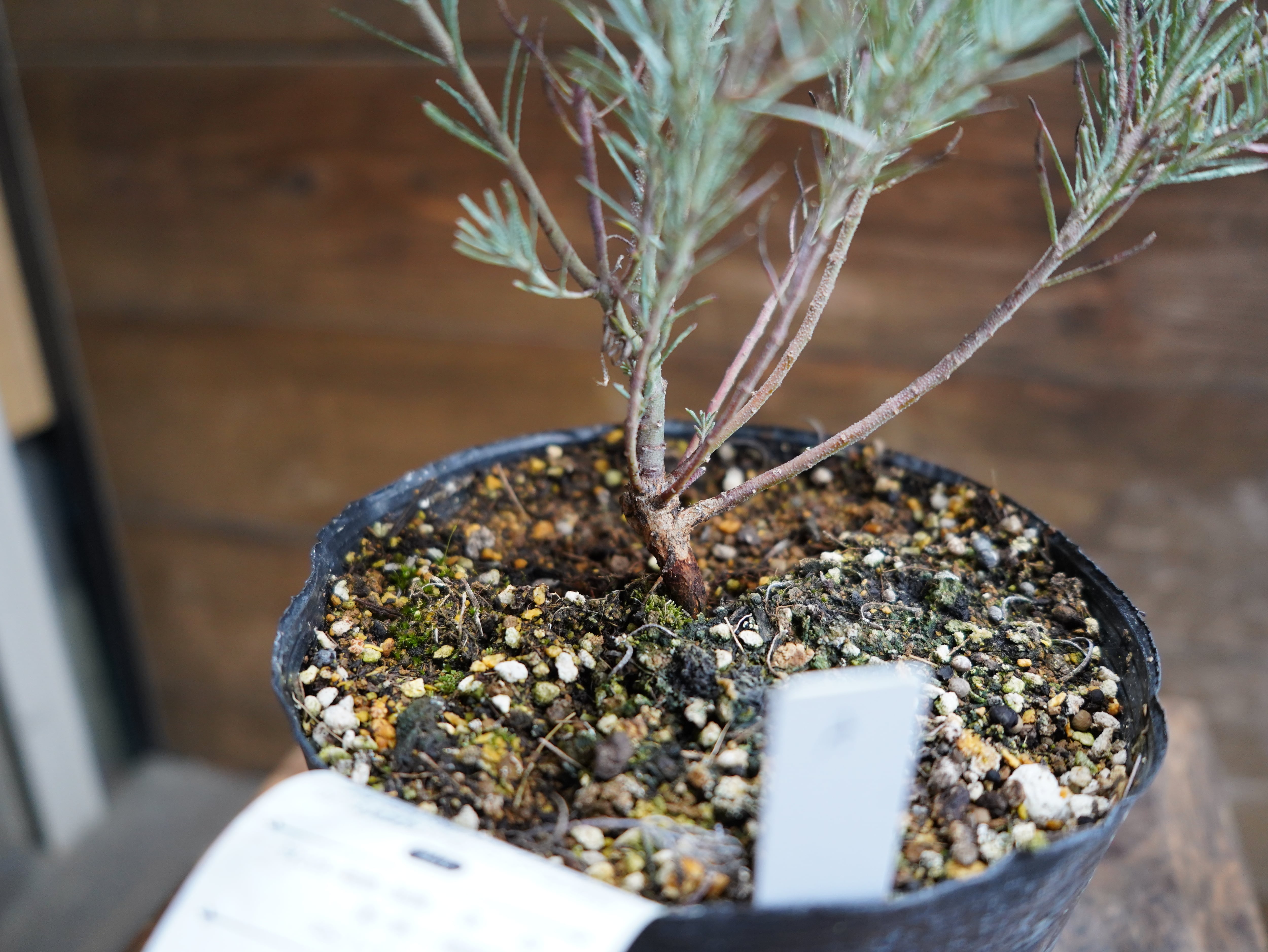 【現物】ユーカリ　”フォーマニー”　A