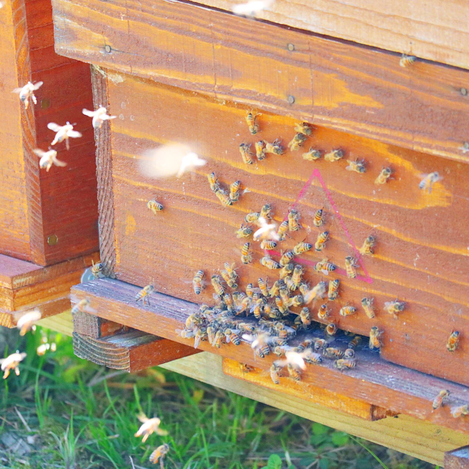 2025年宮崎産 「南国青島 春の花蜜」 百花蜜ハチミツ 160g 