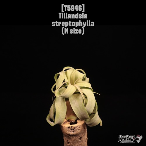 Tillandsia streptophylla M〔ティランジア〕T5946