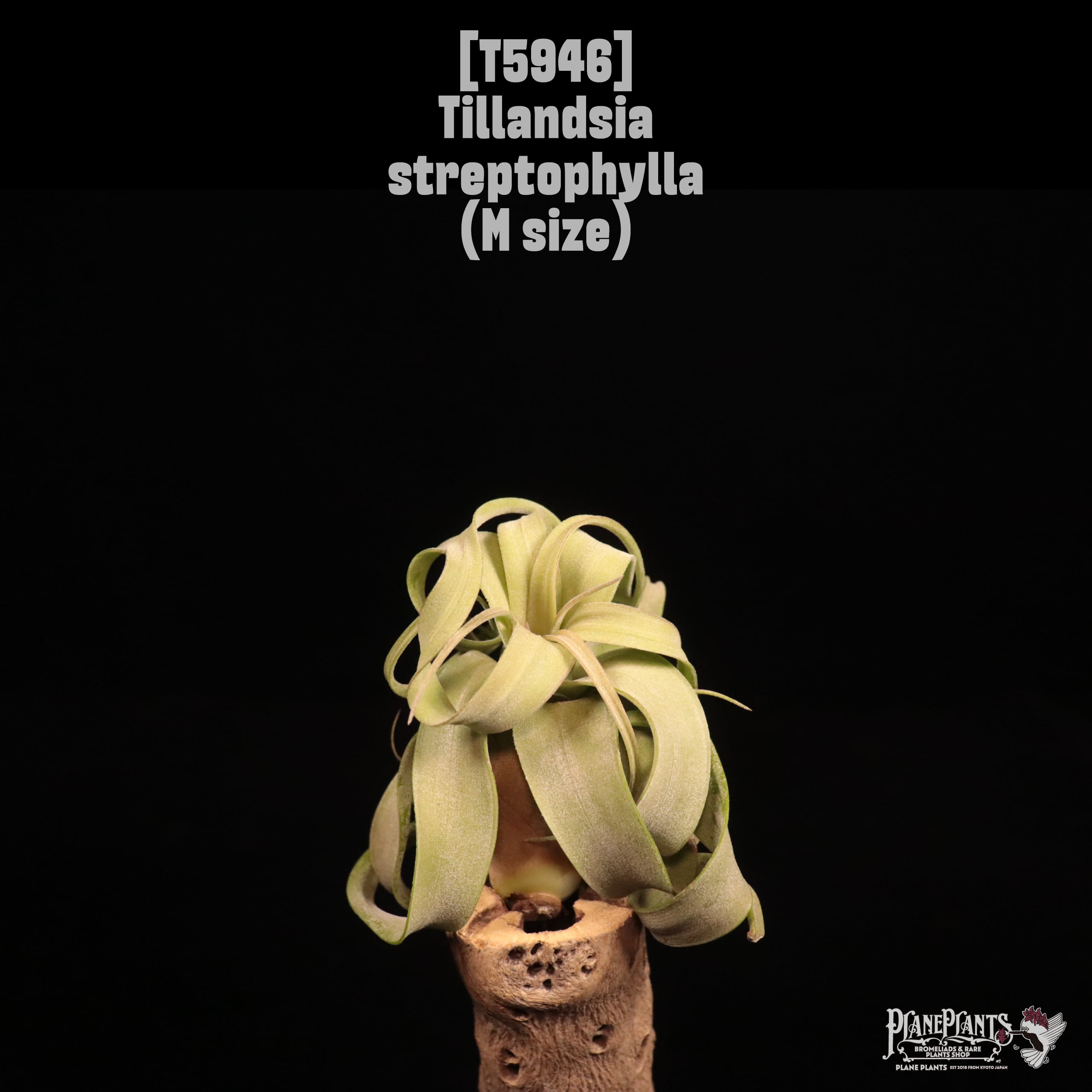Tillandsia streptophylla M〔ティランジア〕T5946