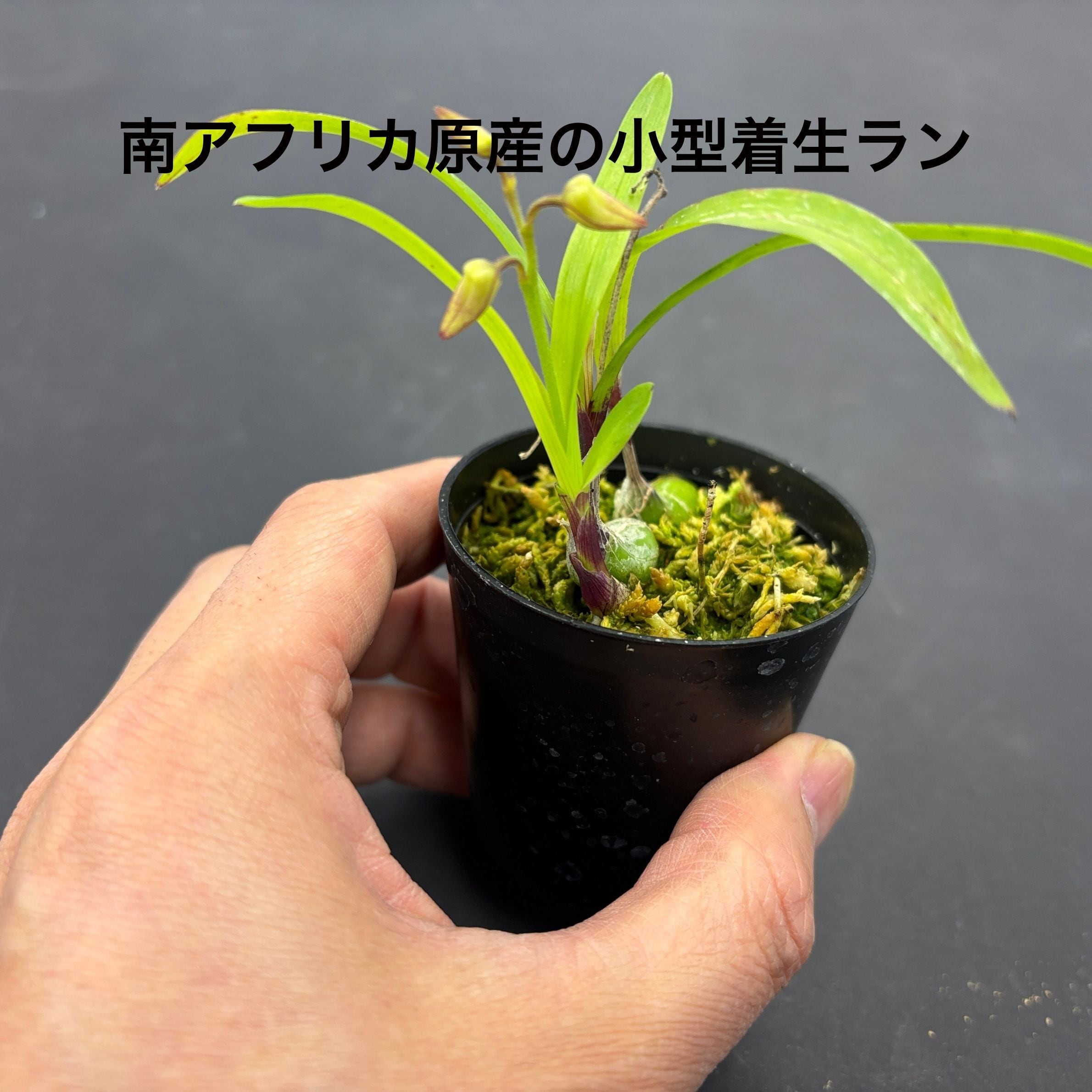 ポリスタキア オッティアナ Polystachya ottoniana【着生ラン