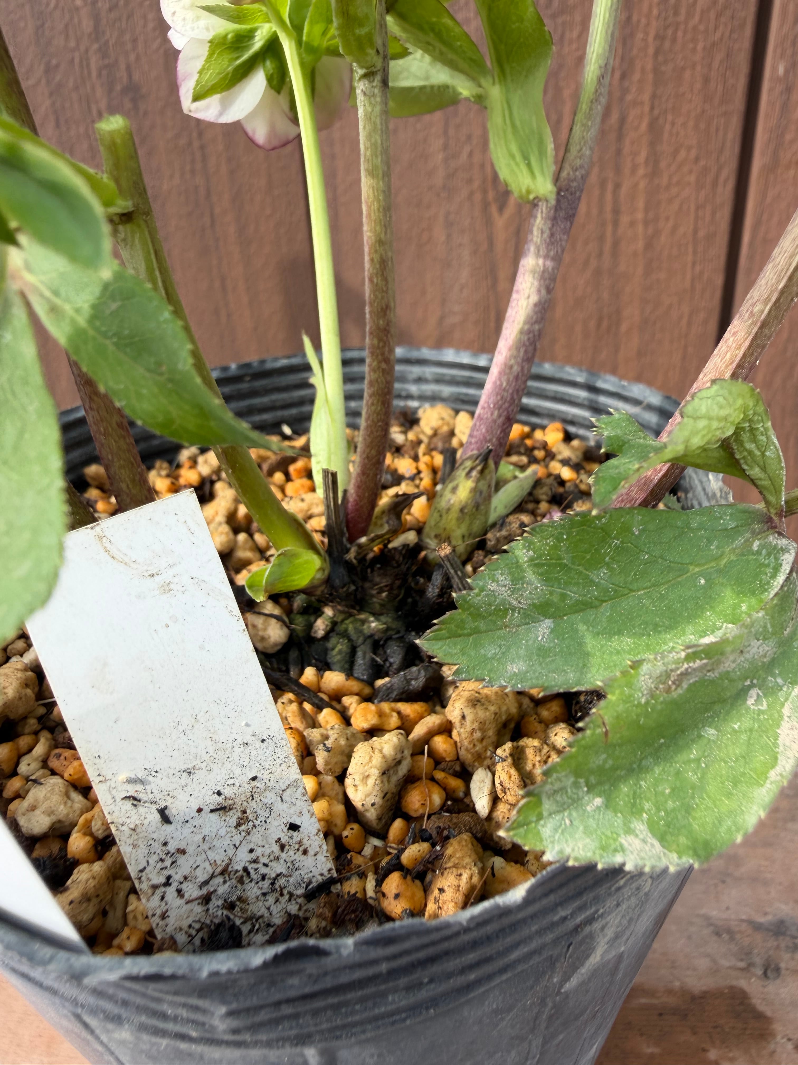 レッドエンジェル 加藤農園 クリスマスローズ【Ka16】送料無料