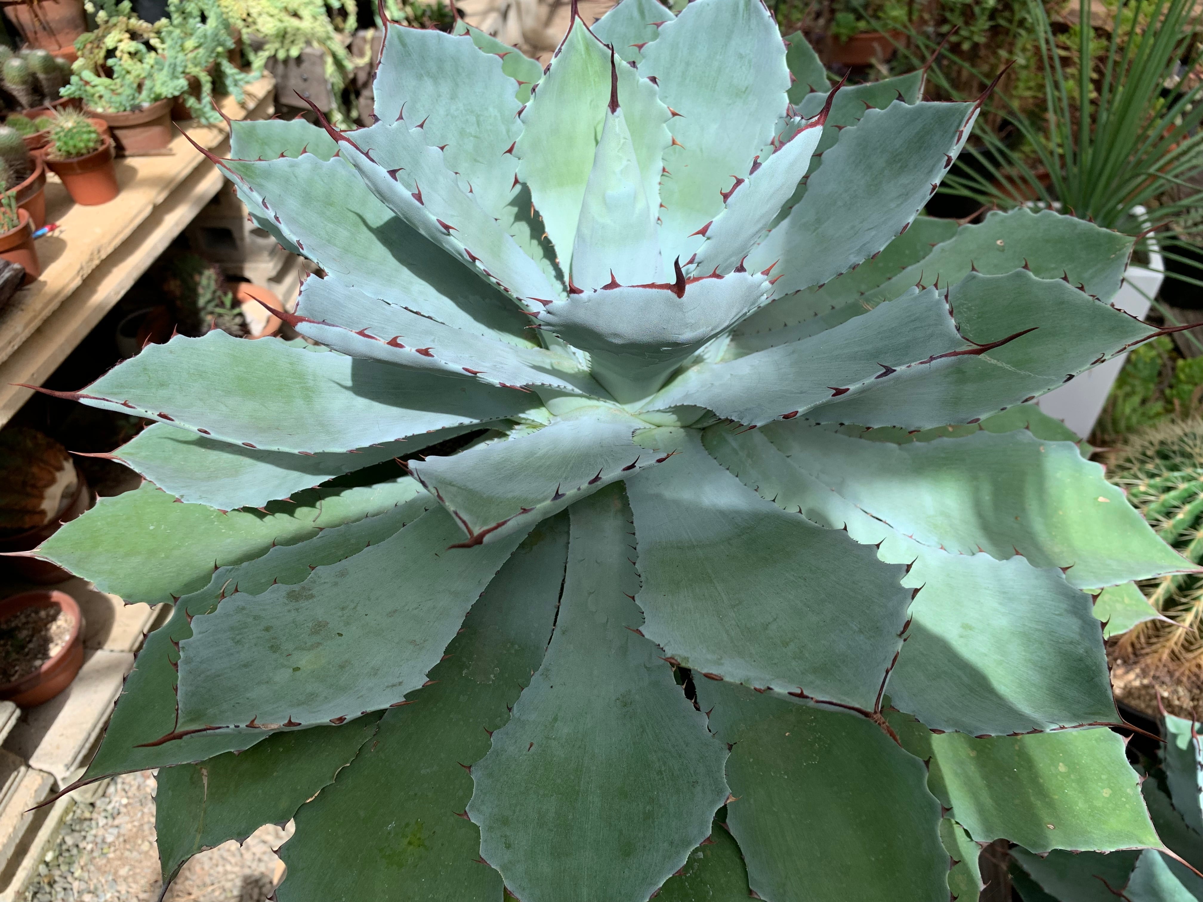 多肉植物 アガベ・吉祥冠（Agave）36 | 京都 おむろ YUUKIESGARDEN