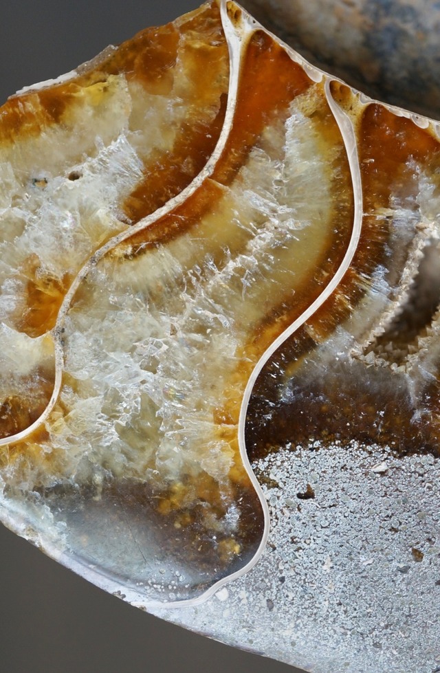 マダガスカル産アンモナイト化石 Ammonite Fossil 1253