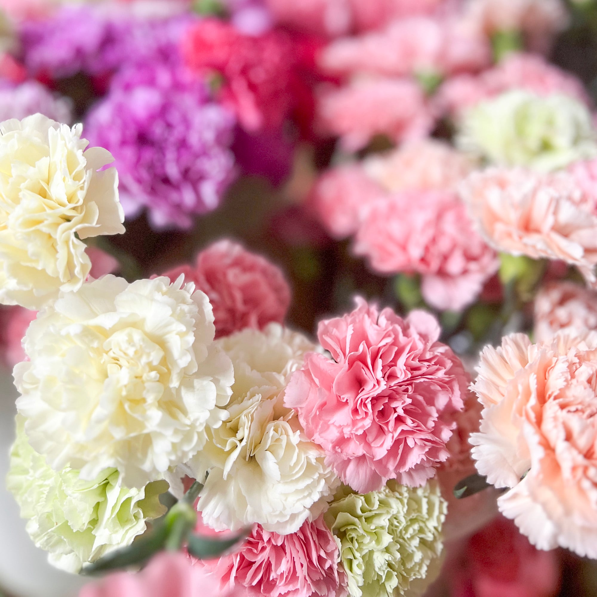 カーネーション 25本【可憐で華やか＆ボリューム感】☆フラワーロス