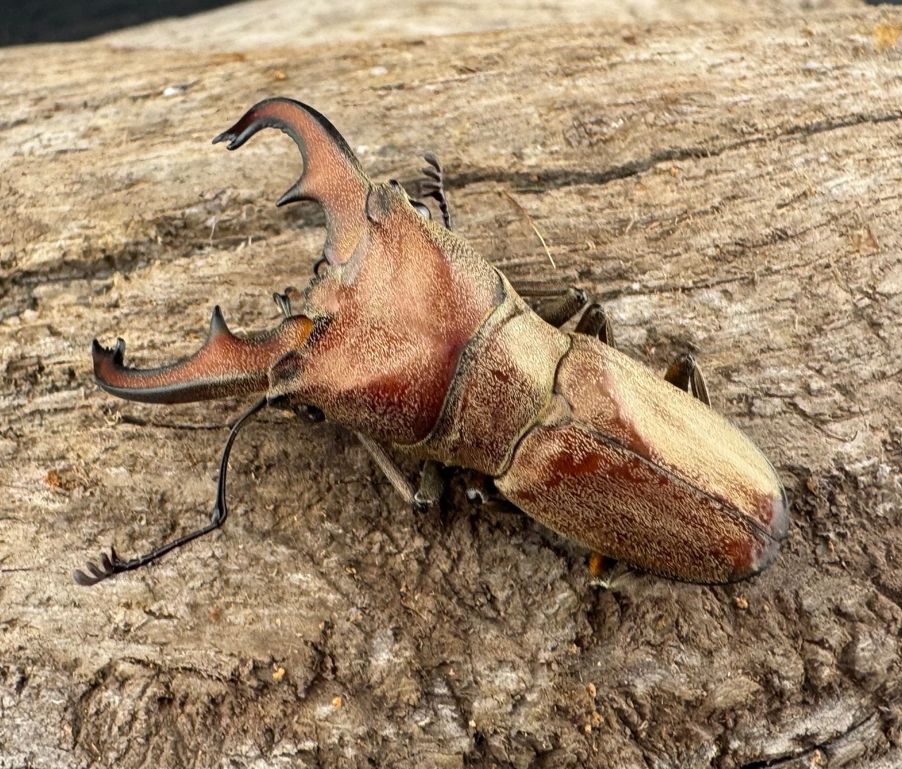 【WD】《スズムラホソアカ ロハス産 39mm ペア》