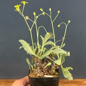 【現品】2026年　冬型塊根植物福袋　15,000円