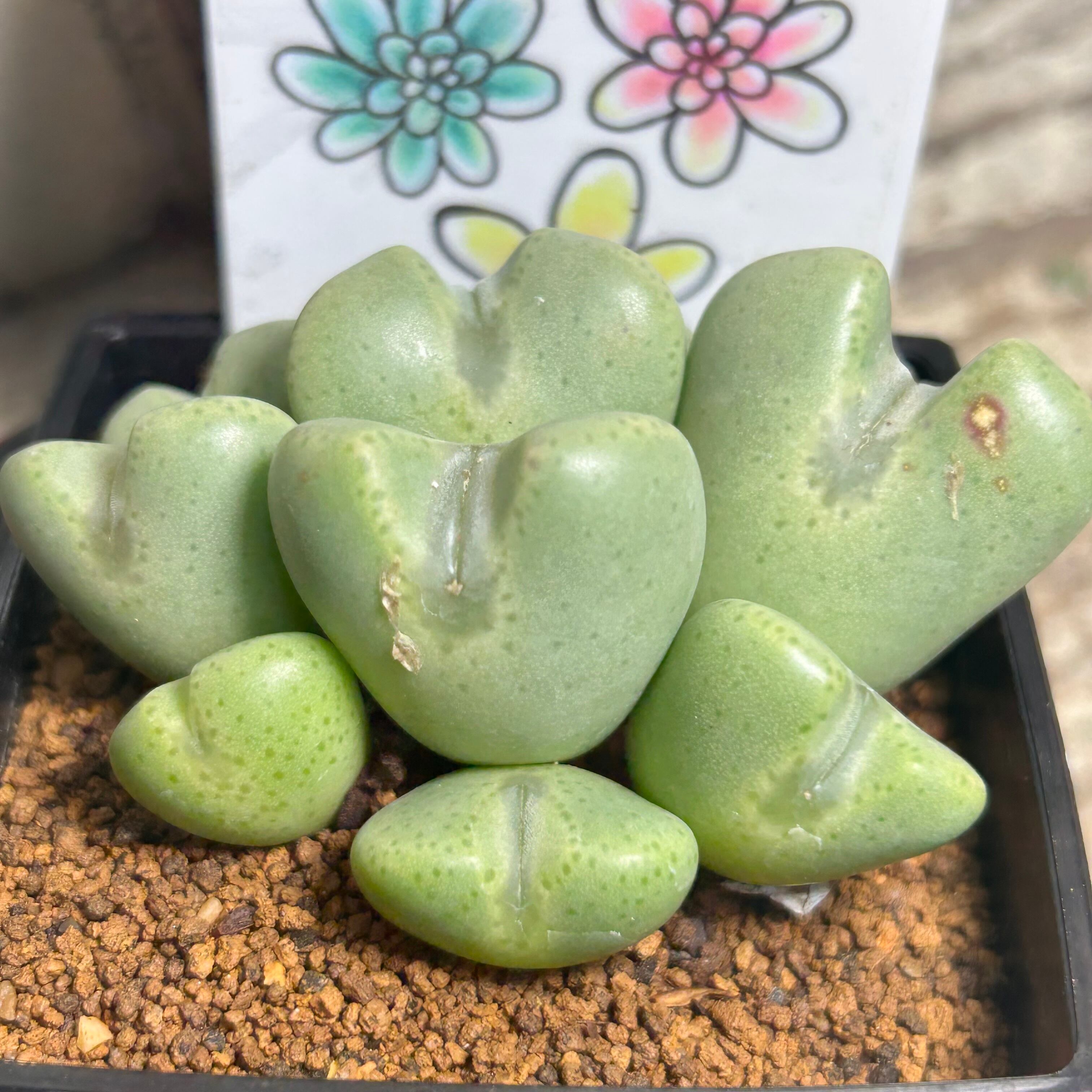 コノフィツム | RuPo 多肉植物専門店