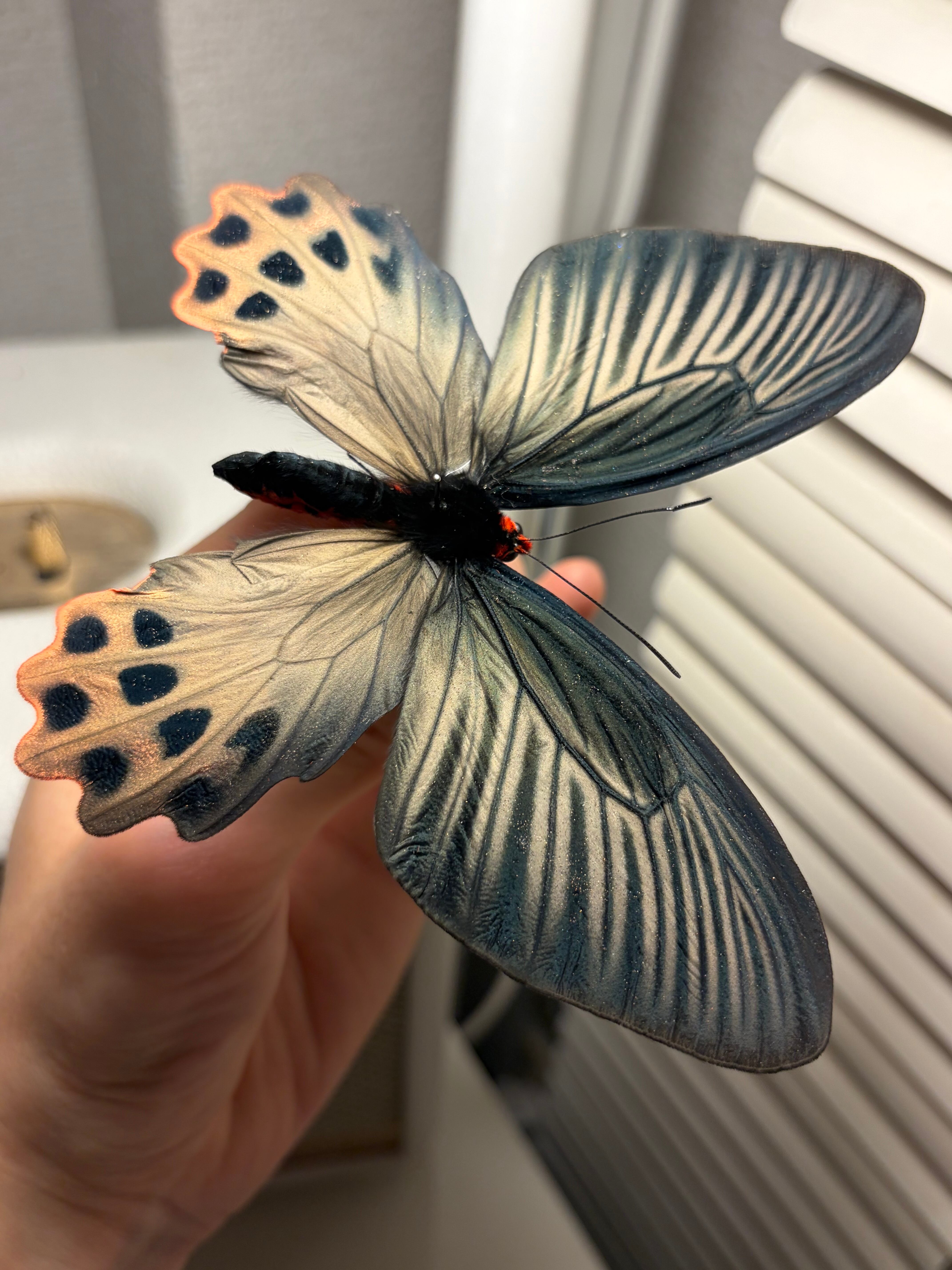 表展翅♀】アケボノアゲハ Atrophaneura horishana 標本 Papilio 蝶