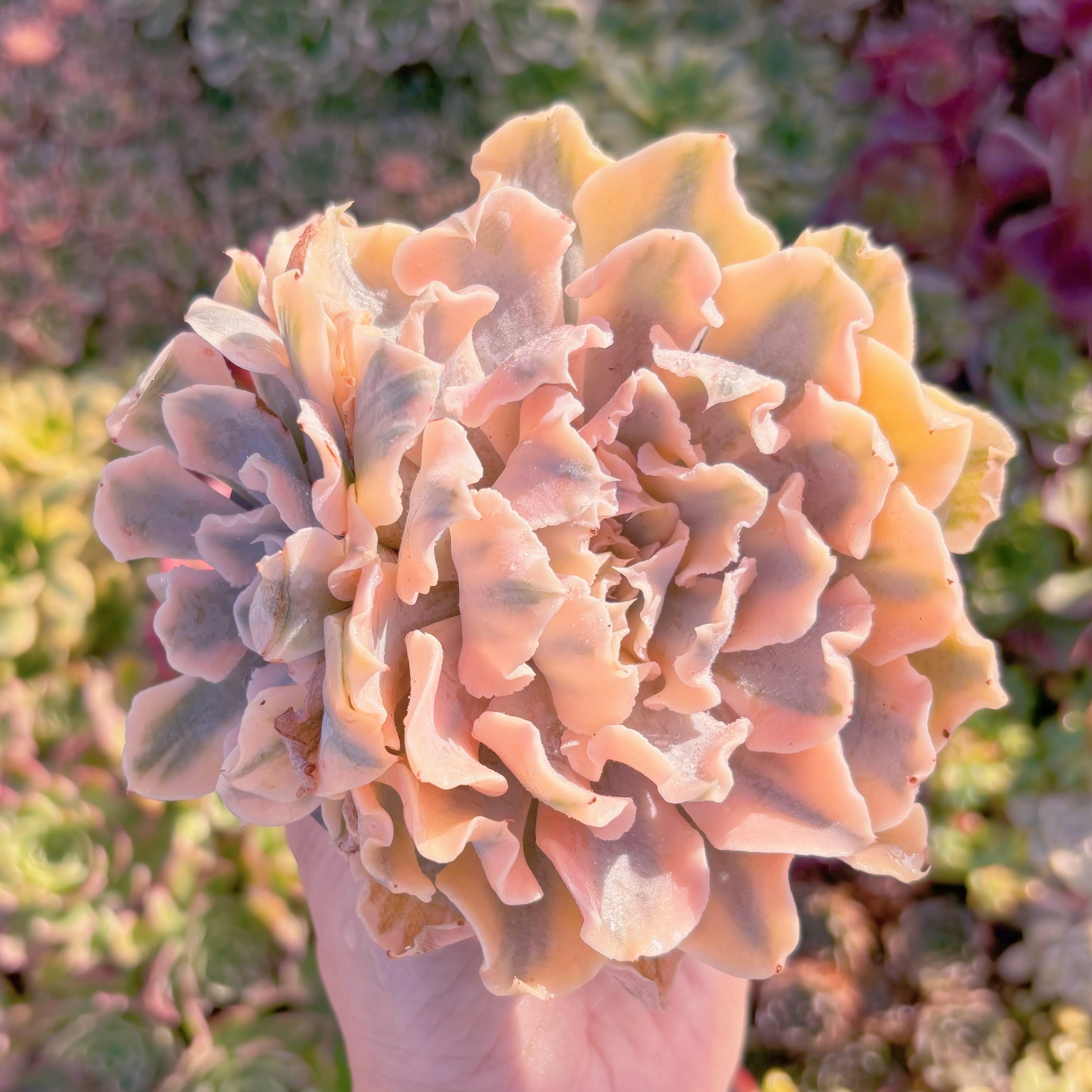 現品　シャフラン錦#M072　群生　在庫僅少　るる農園