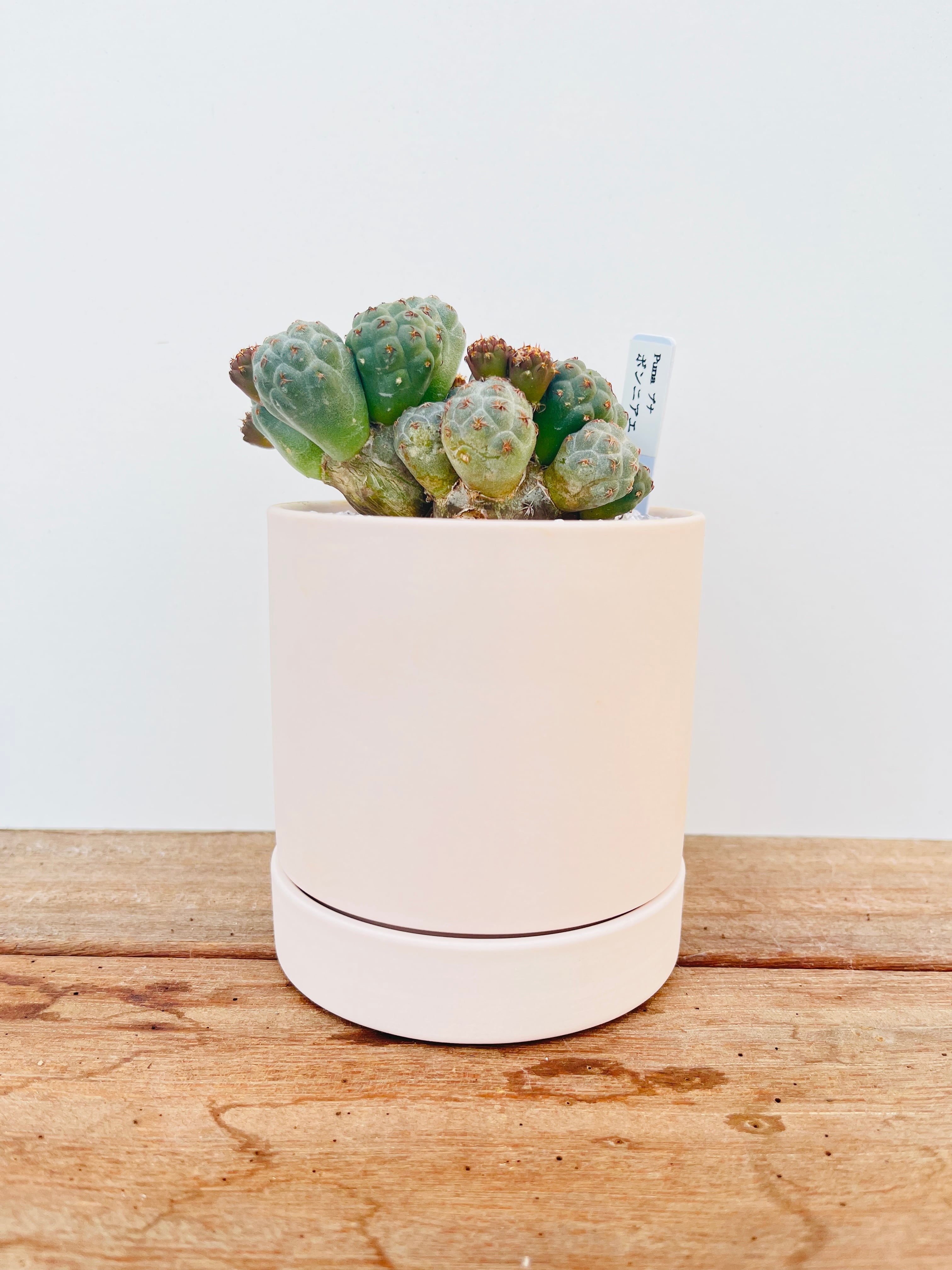 Puna bonnieae プナ ボンニアエ サボテン | plants MARU ーサボテン