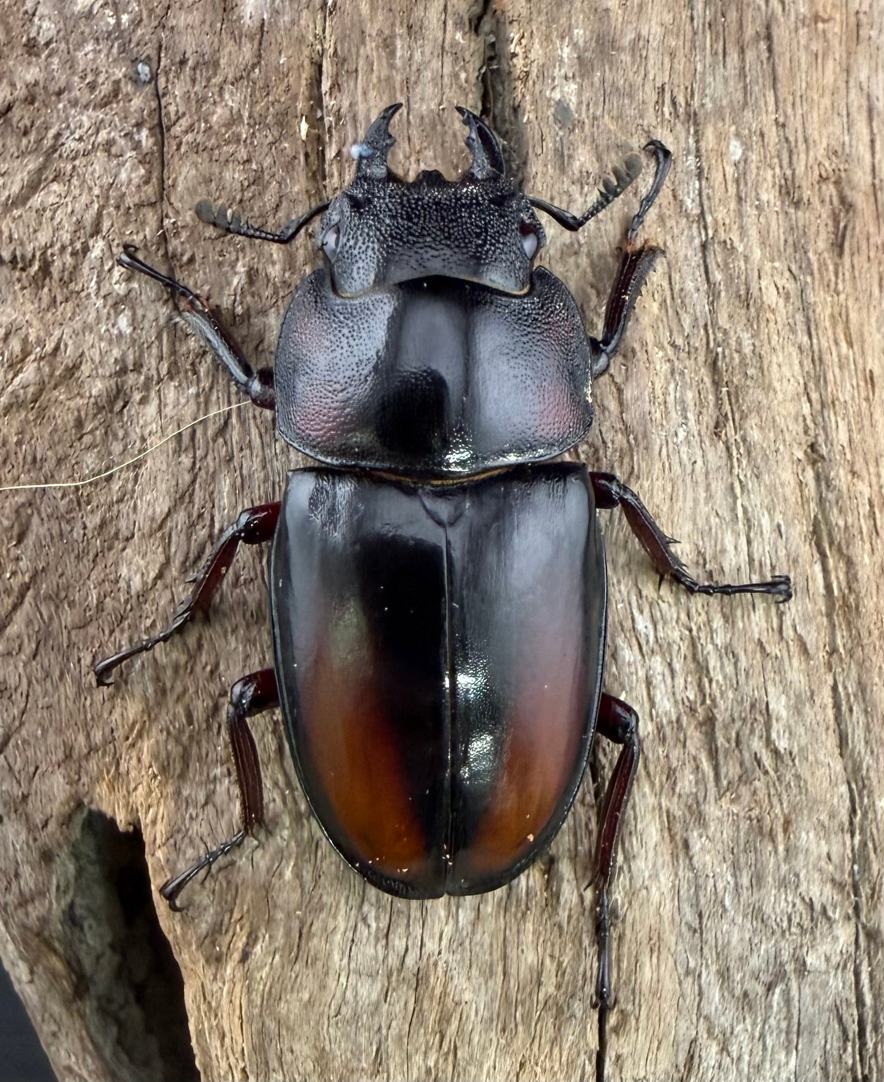 大型ミラビリスノコギリクワガタペア標本 ミラビリスノコギリクワガタ 63.5mm ペア》 | KPW公式オンラインショップ