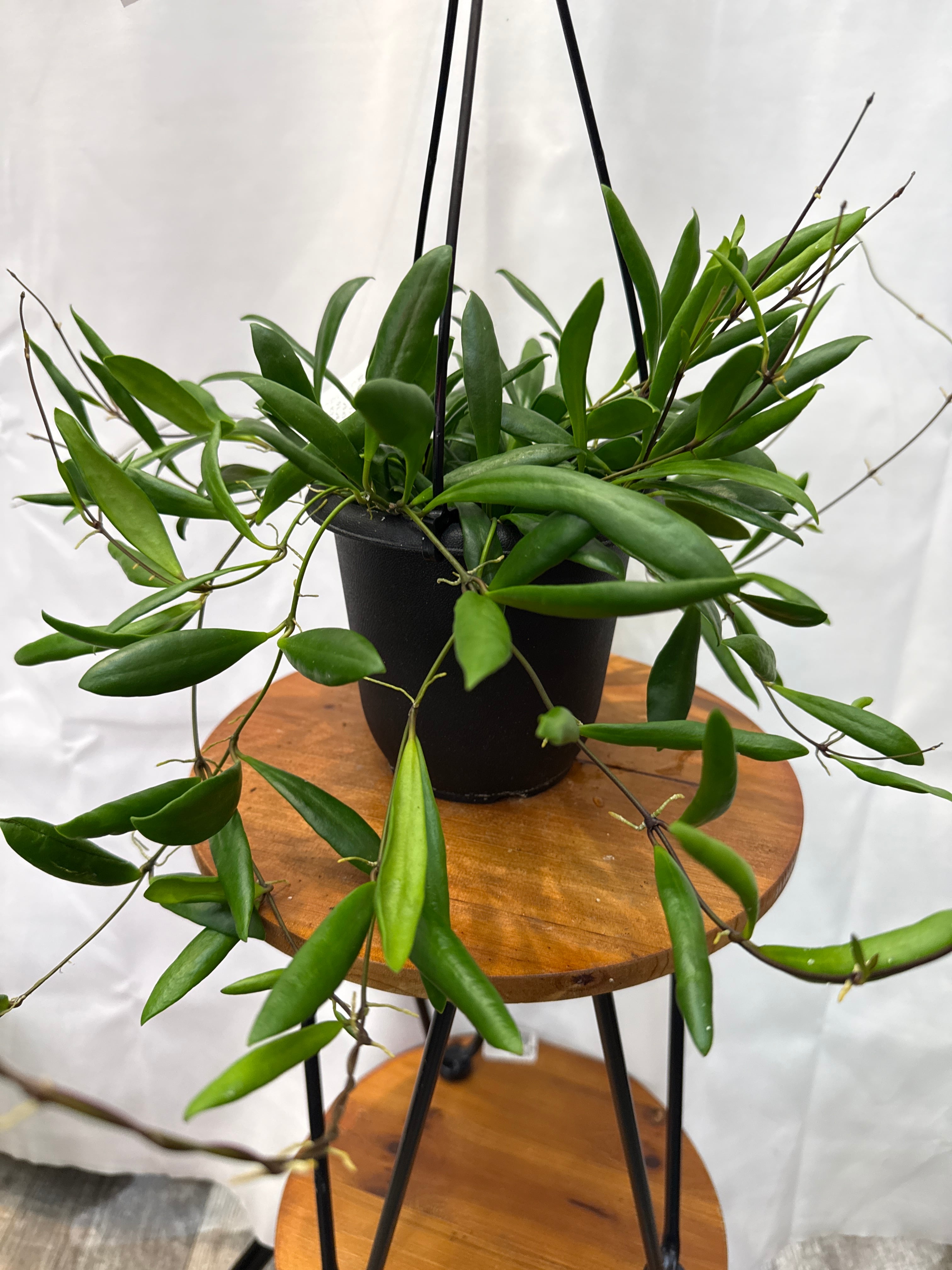 ホヤ ロヘリ | Gardenえん 【観葉熱帯植物】