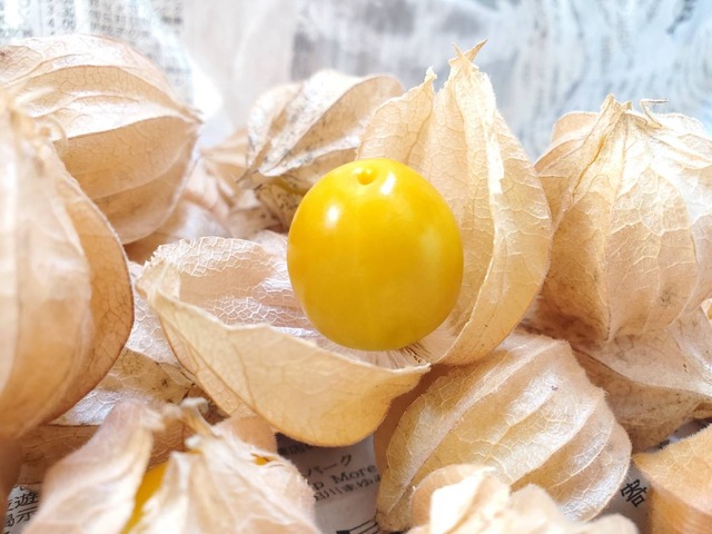 【長野県農家直送】トロピカルフルーツ_食用ほおずき（100g）農薬不使用