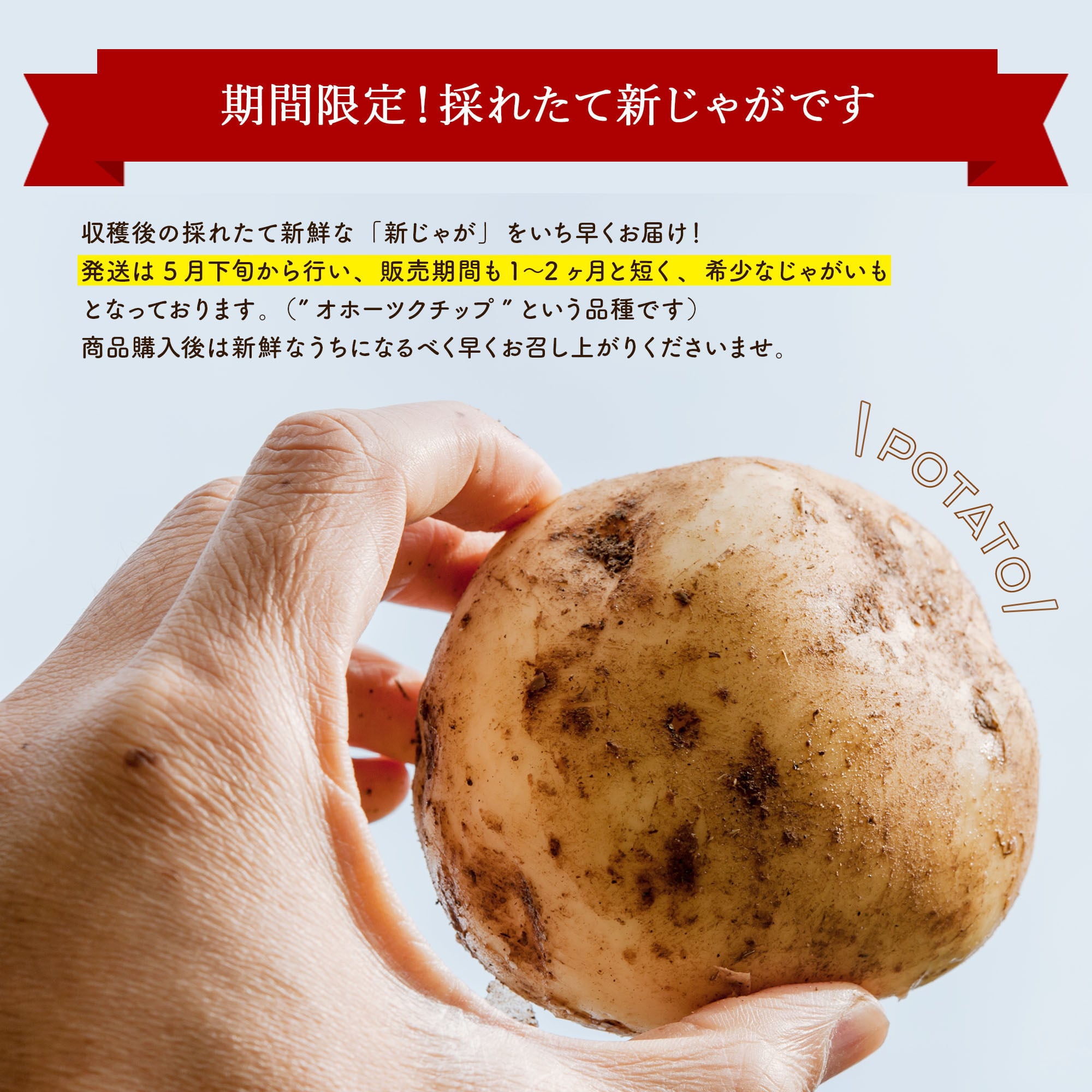 新鮮な里芋（セレベス 赤芽芋）３kg　香川県産　送料無料