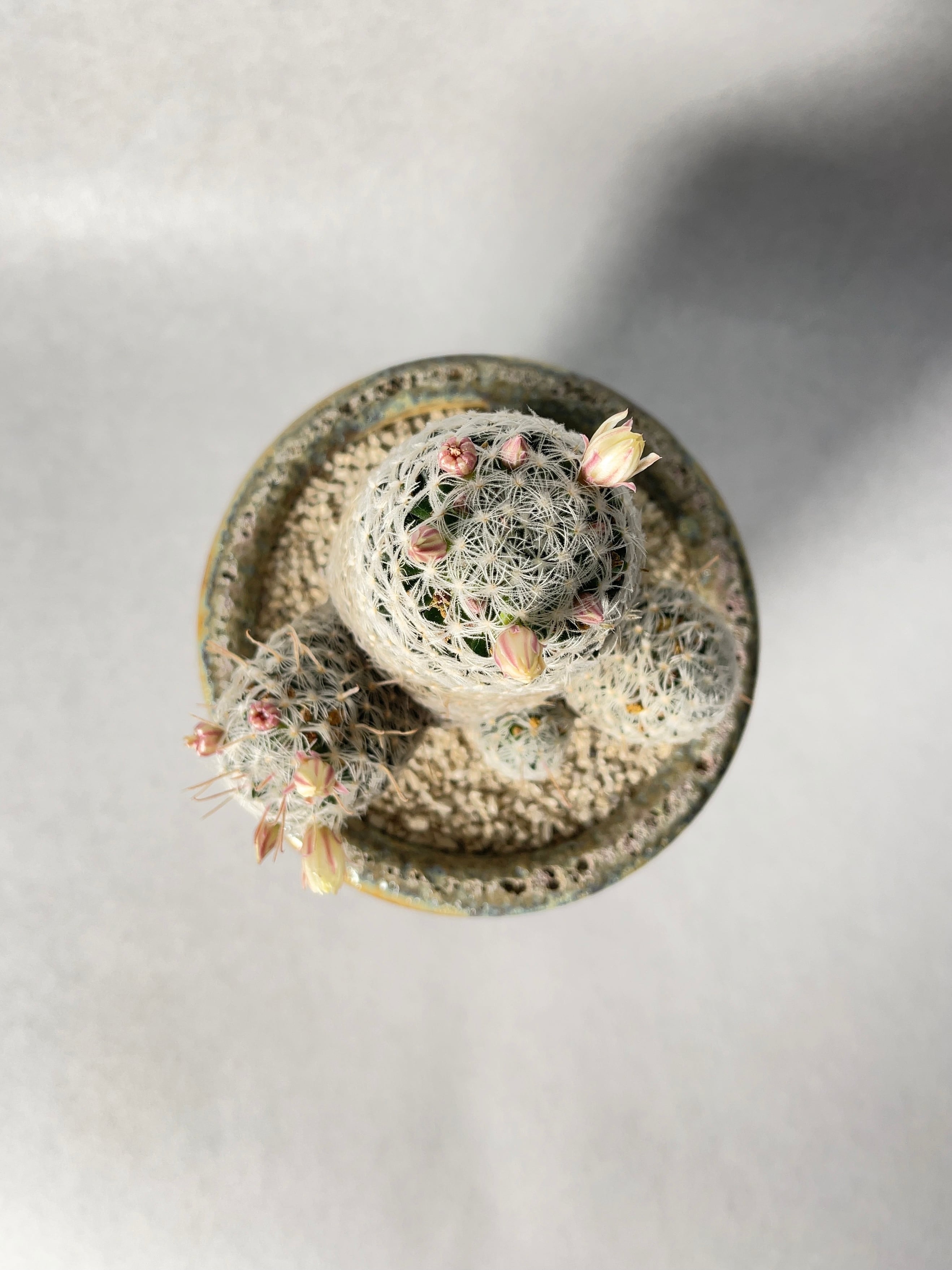 マミラリア・デュエイ | trigger