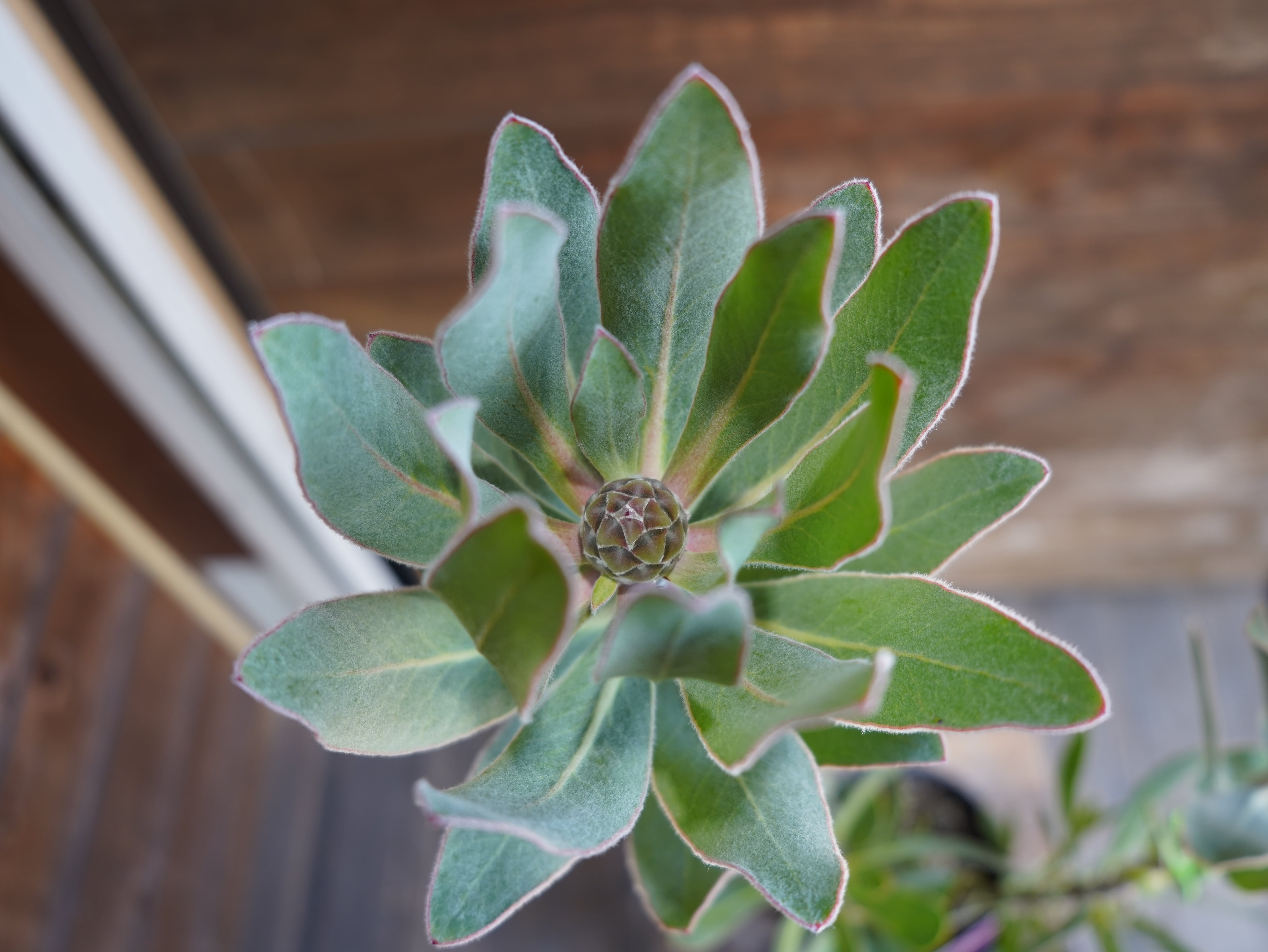 ■ プロテア ”ステートリー” C【現物】