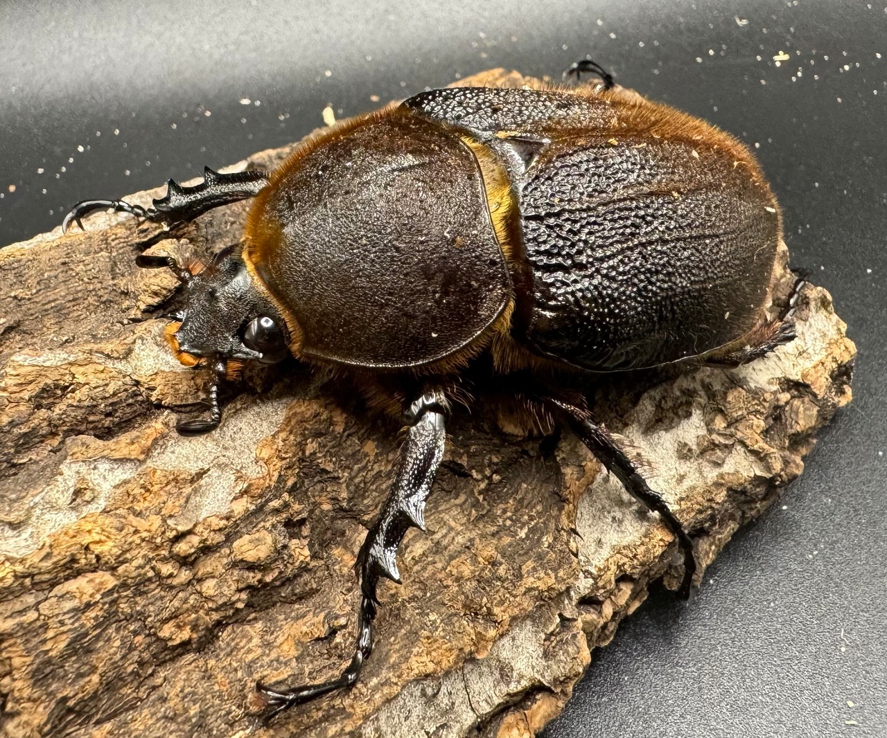 《ヘラクレス・ヘラクレス 152mm ペア》