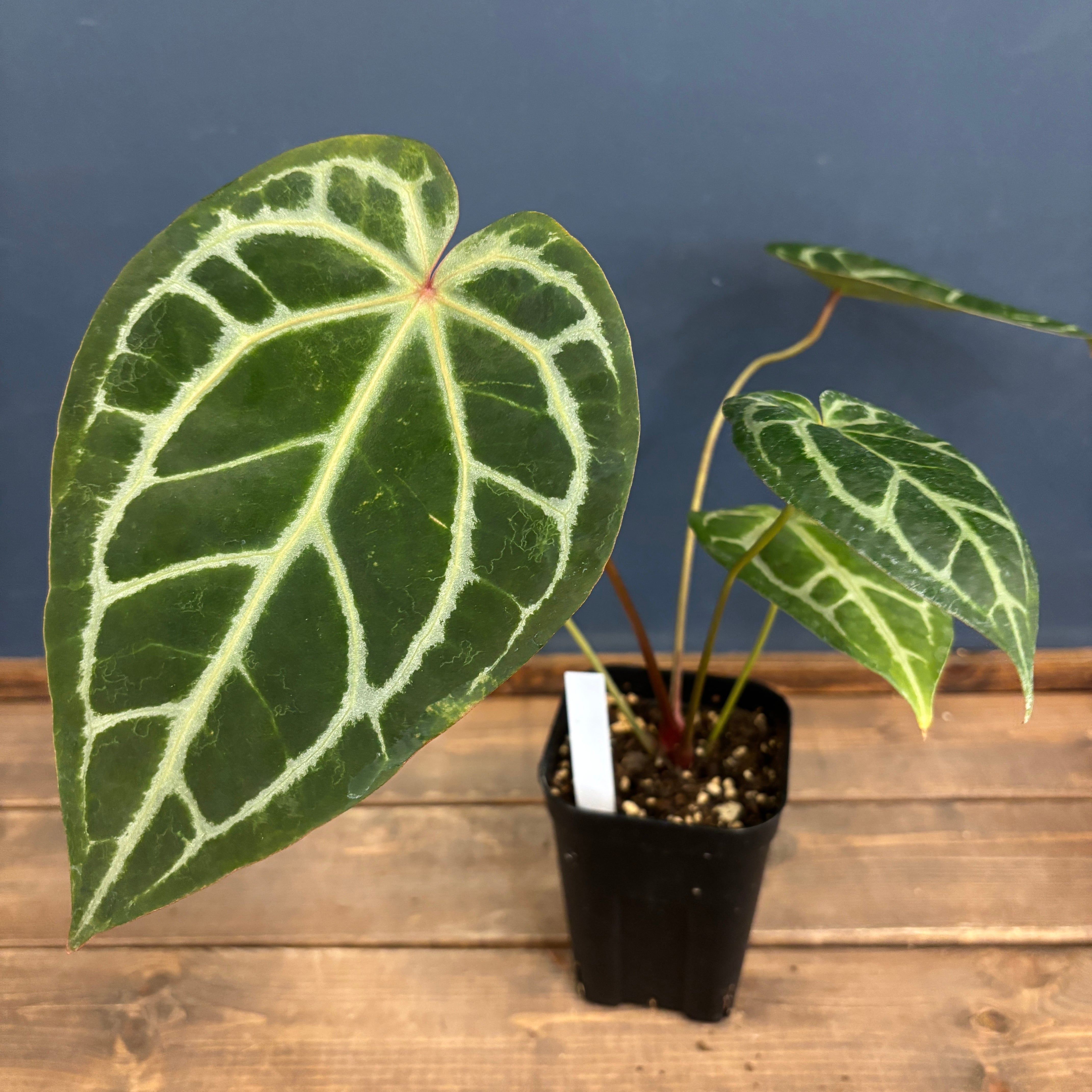 アンスリウム magnificam 'Silver' × (Michell × Zara F3)【610