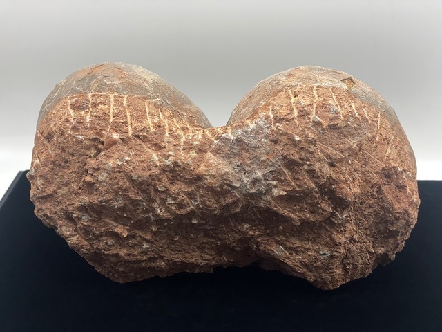 恐竜の卵の化石（レプリカ）