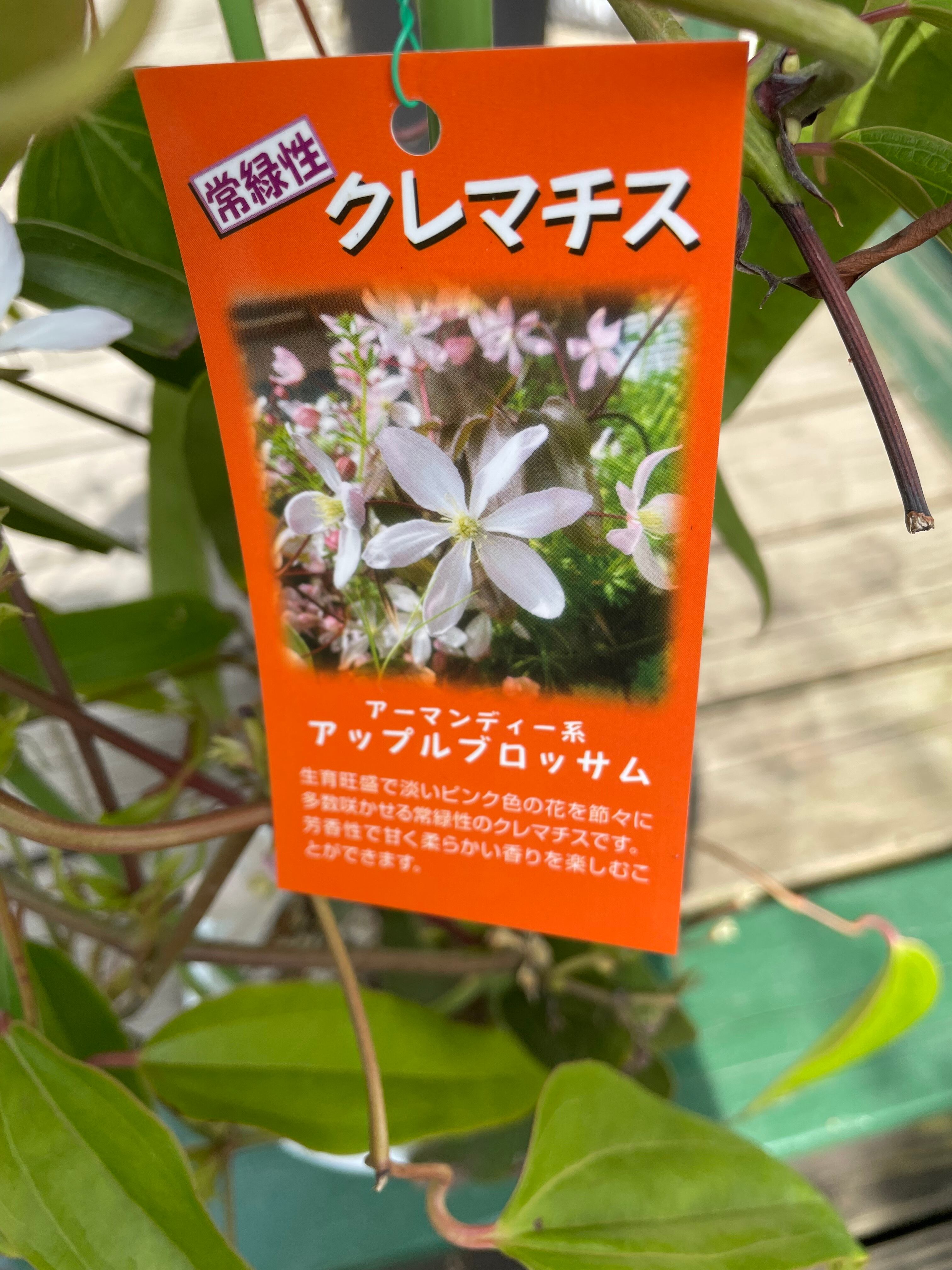 再入荷 優しく甘い香り 常緑性 クレマチス アーマンディ系 アップルブロッサム 生垣 つる性植物 生育旺盛 シャン ド フルール 鹿児島市にある園芸店 観葉植物 花 寄せ植え お庭 Diy