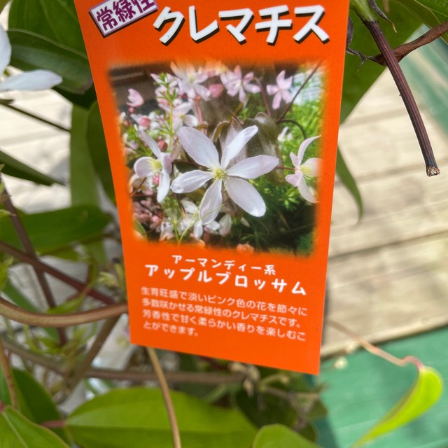 再入荷 優しく甘い香り 常緑性 クレマチス アーマンディ系 アップルブロッサム 生垣 つる性植物 生育旺盛 シャン ド フルール 鹿児島市にある園芸店 観葉植物 花 寄せ植え お庭 Diy 再入荷 優しく甘い香り 常緑性 クレマチス アーマンディ系 アップルブロッサム 生垣 つる性植物 生育旺盛 シャン ド フルール 鹿児島市にある園芸店 観葉植物 花 寄せ植え お庭 Diy