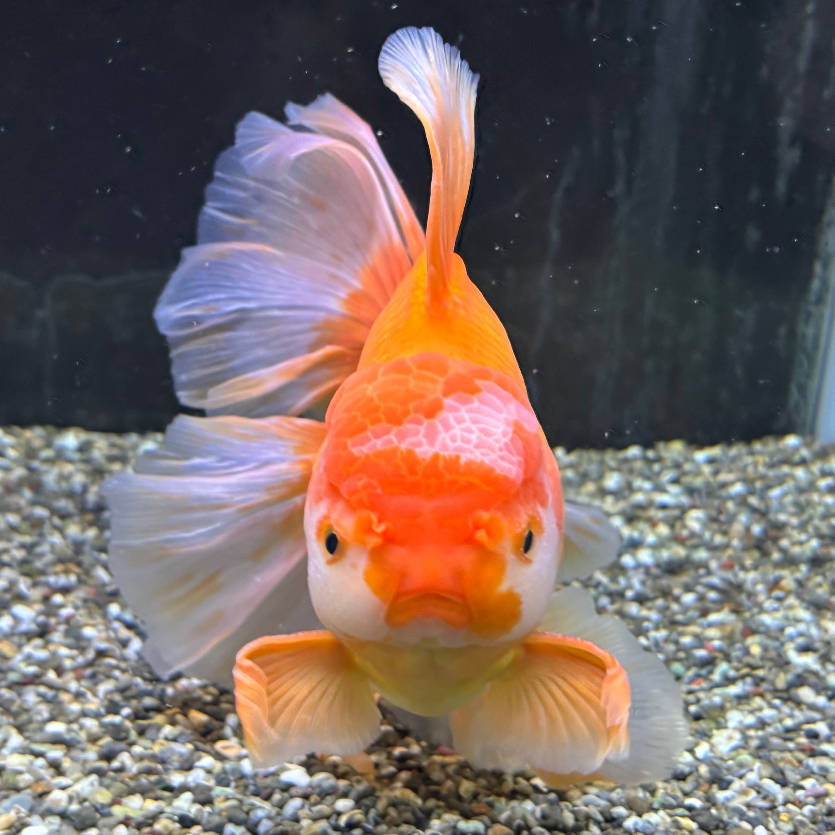 セレクト】ローズテールオランダ 更紗 21cm | 金魚・熱帯魚専門店