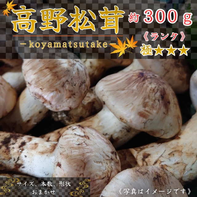 2026年10月上旬から順次発送】国産松茸 300g ランク《》 無くなり次第