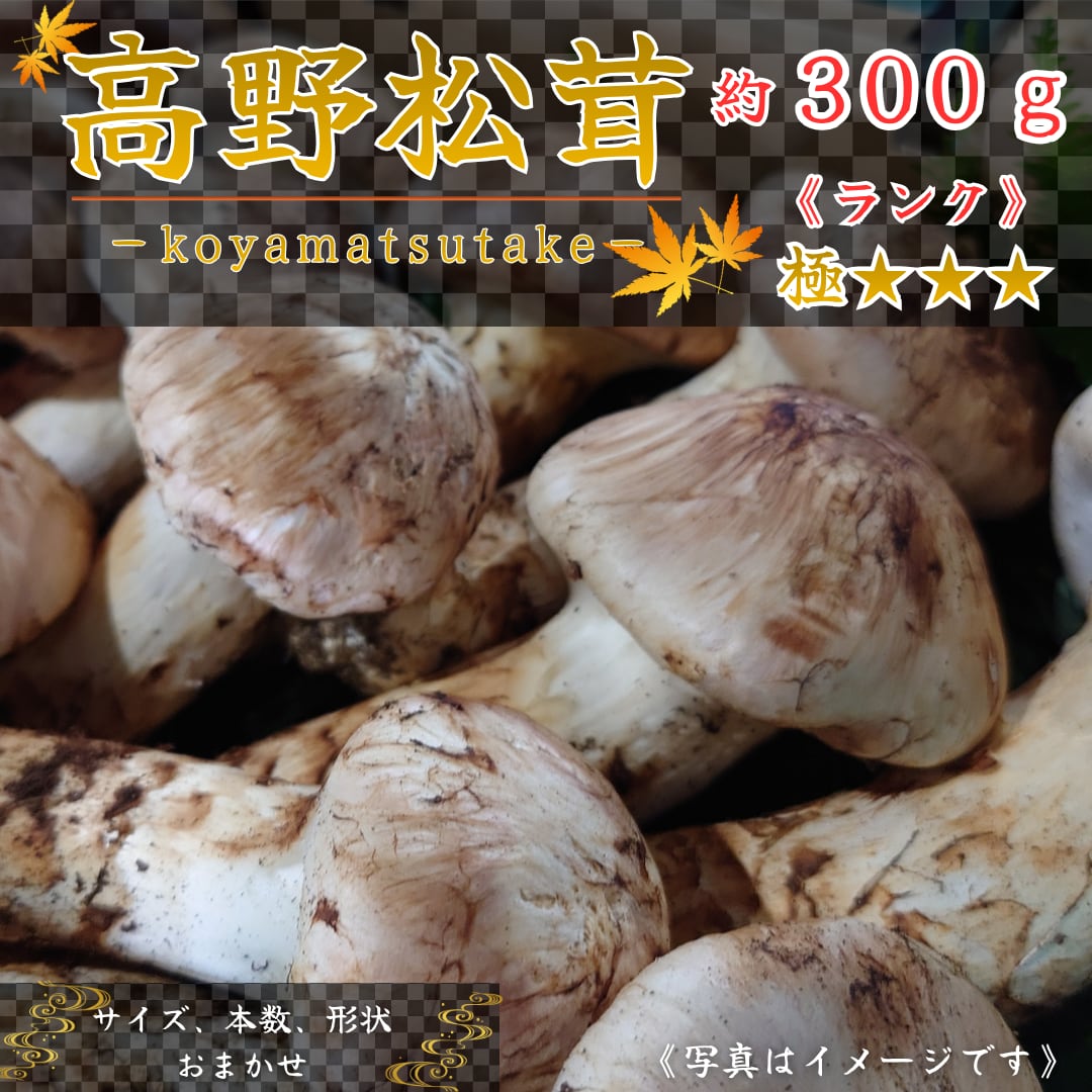 2026年10月上旬から順次発送】国産松茸 300g ランク《》 無くなり次第