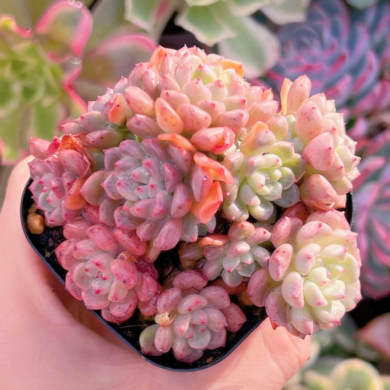 現品　スノーピーチ#639　新入荷　るる農園