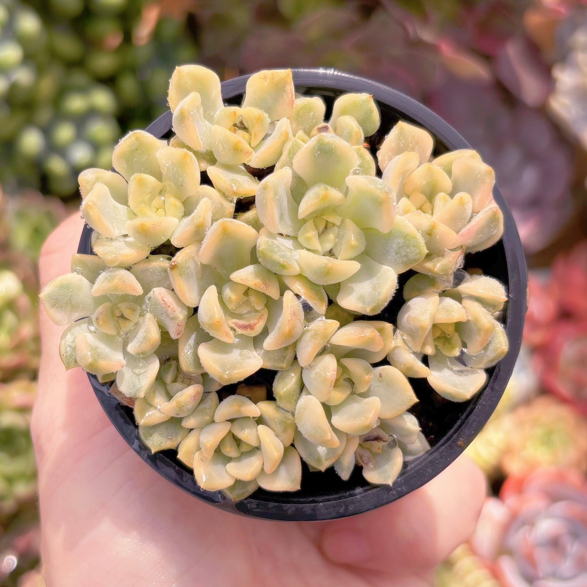 現品　ベビードール錦#541　るる農園