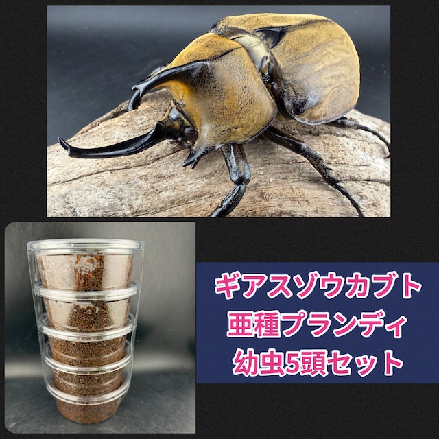 【WF4】《ギアスゾウカブト亜種プランディ 幼虫5頭セット》