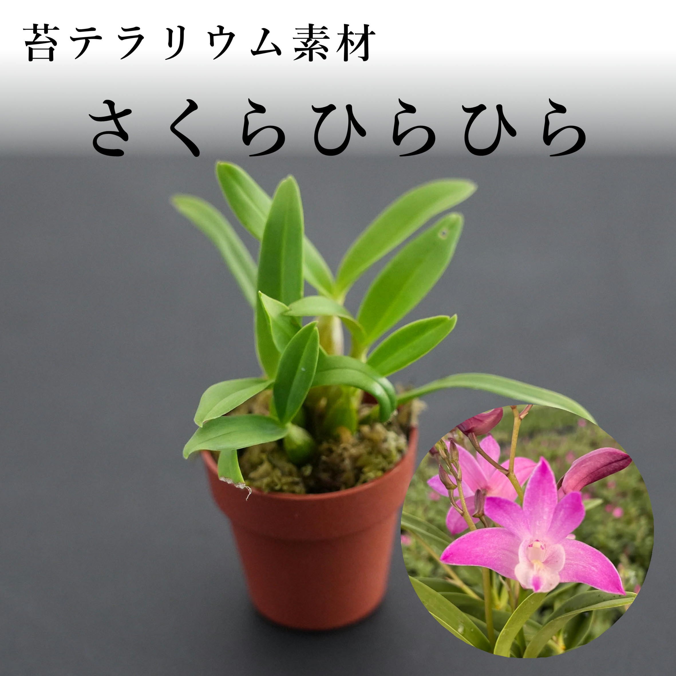ピンクの着生ラン科植物