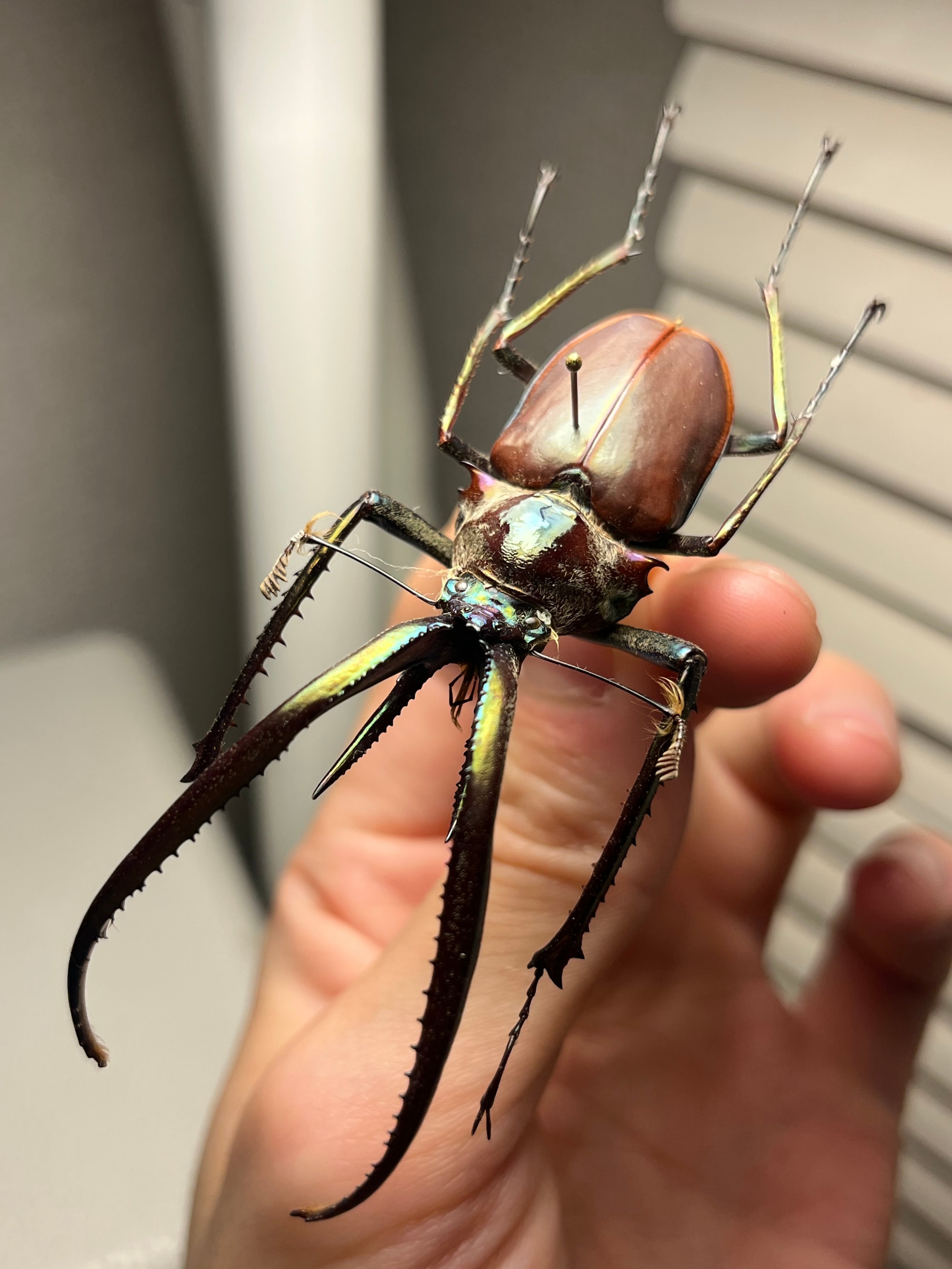 卵10個】インドナナフシ タランチュラコノハムシカマキリマンティス