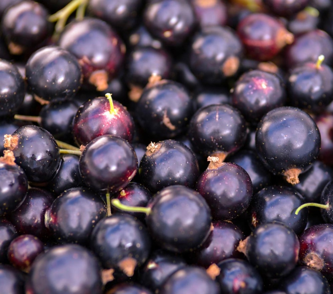 New EC限定 到着日 12月28日(日) *季節限定* 仏産カシス ショコラブランバニーユマダガスカル 抽選申込 画像1