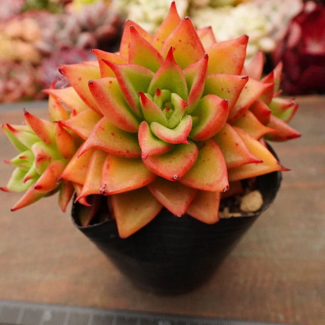 かっこいい【赤星群生】韓国多肉　レア　かっこいい