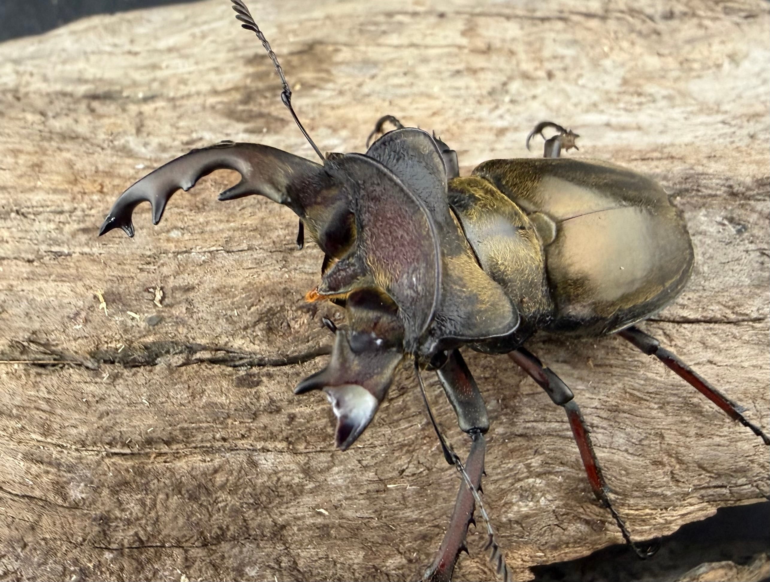 WD】《チェンミヤマ 69.5mm ペア》 | KPW公式オンラインショップ