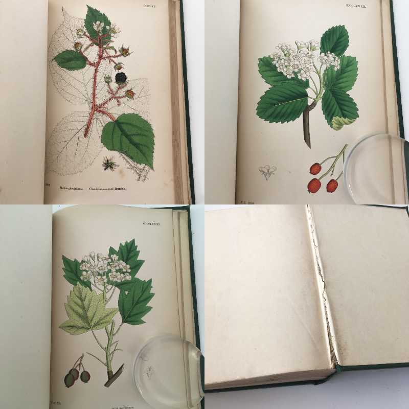 開店祝い 植物画 Sowerby English Botany イギリス 英国 植物図鑑 Vol 11 1872年 銅版画手彩色 カラープレート138枚 ボタニカルアート 博物画 お洒落