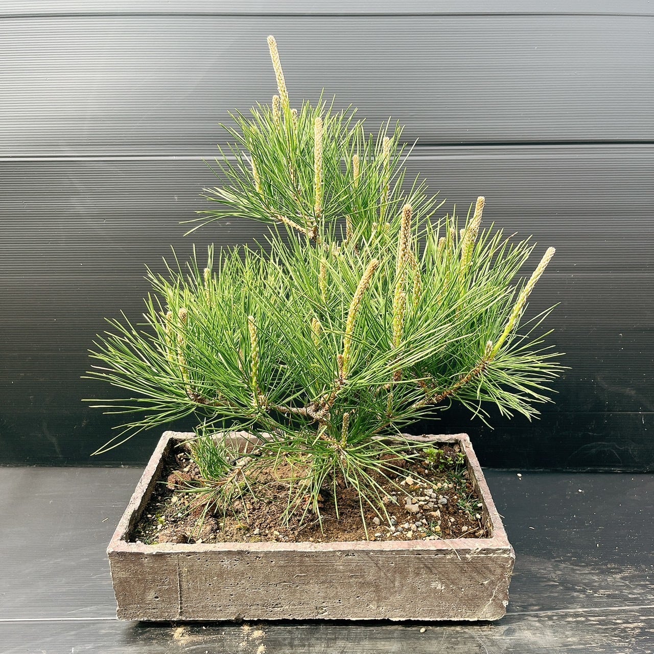 現品］♡おしゃれ♡ 21番 創樹 オリーブ チプレッシーノ 7号 観葉植物