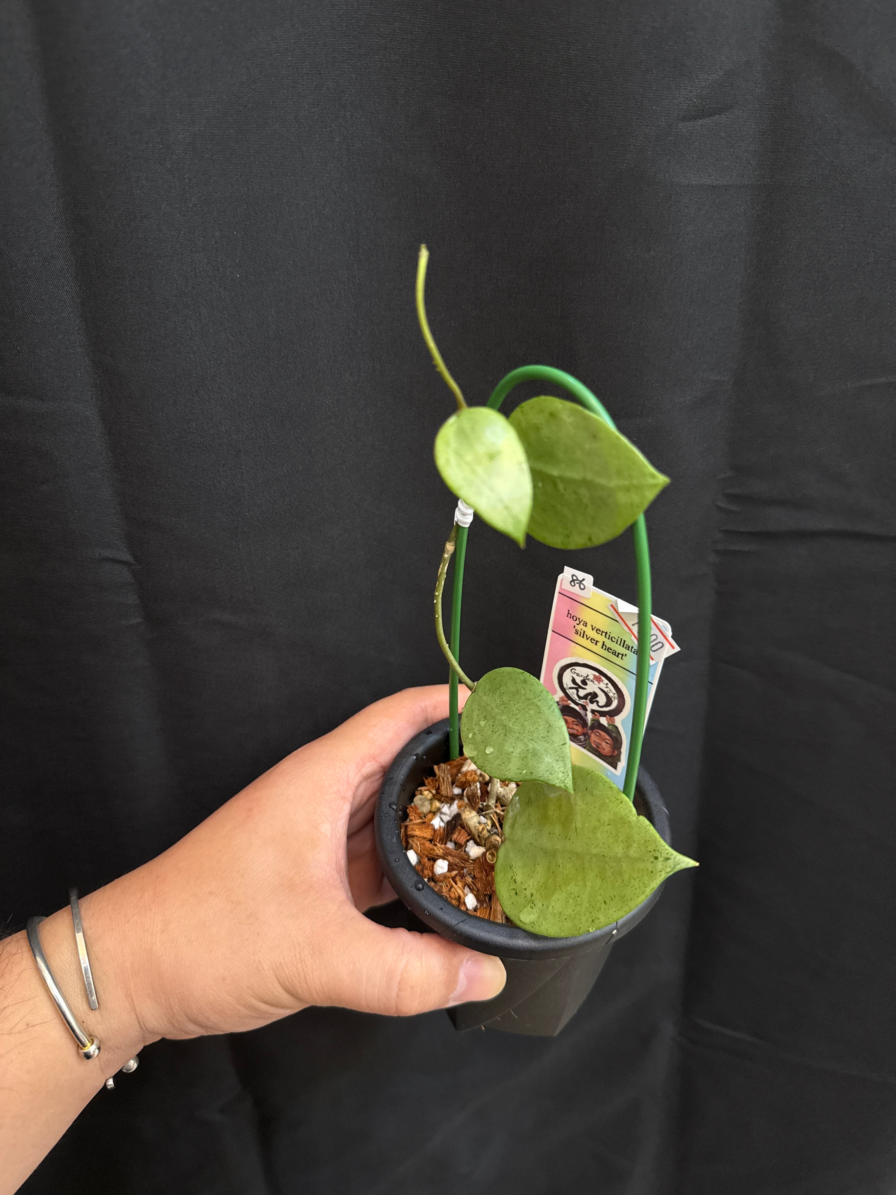 86 ホヤ ベルティシラータ 'silver heart' | Gardenえん 【観葉熱帯植物】