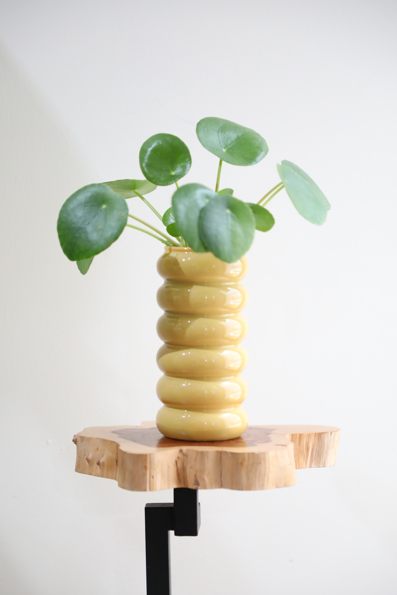 【S】ペペロミア オイデス/Aeonium 　※フラワーベース付き