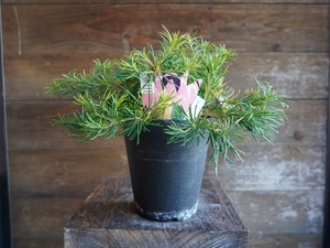 【現物】バンクシア ”バースデーキャンドル” A