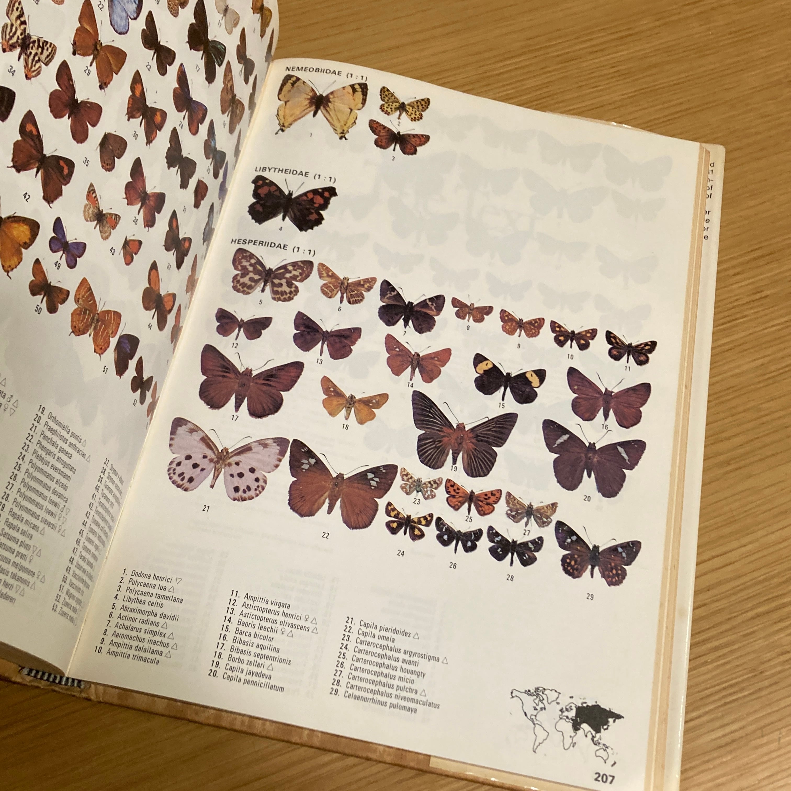 Butterflies of the World / H. L. Lewis | 百年